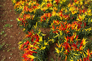 Red And Yellow Chili Plants