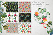 Watercolor Protea set, a Decorative Illustration by annasokol_ (Thumbnail 4 of 8)