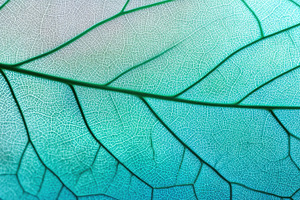 Leaf structure reveals details, a Photo by Beautiful things