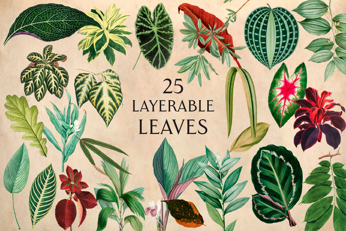 25 Vintage Leaves, an Object Graphic by The Object Atlas (Photo 2 of 5)