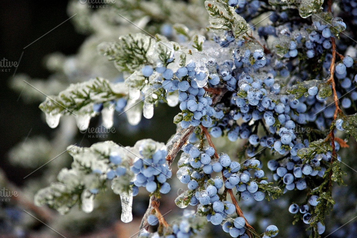 WINTERS FROST PHOTO BUNDLE, a Nature Photo by KABSPHOTOGRAPHY (Photo 5 of 8)