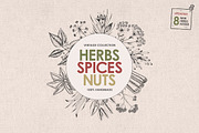 Herbs, Spices, Nuts. Hand drawn set., a Decorative Illustration by Chelovector (Thumbnail 1 of 4)