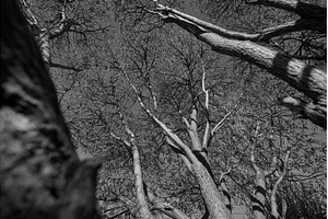 Tall trees stretching towards the, a Nature Photo by darksoul72