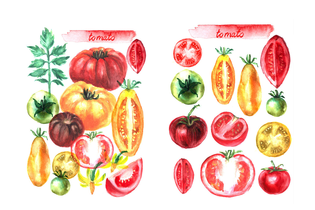 Watercolor vegetables. Tomato., a Food Illustration by katya.bogina (Photo 3 of 4)