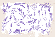 Lavender sketch illustration, a Decorative Illustration by Samira (Thumbnail 4 of 10)