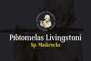 Aviatica Classic Serif, a Serif Font by Typia Nesia (Thumbnail 6 of 9)