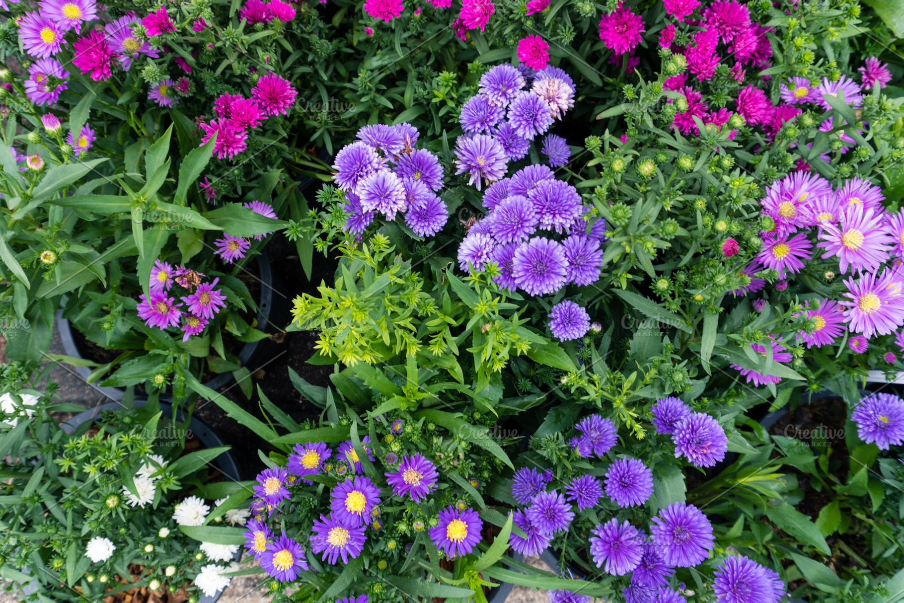 Flowers in the garden, a Nature Photo by AMMi