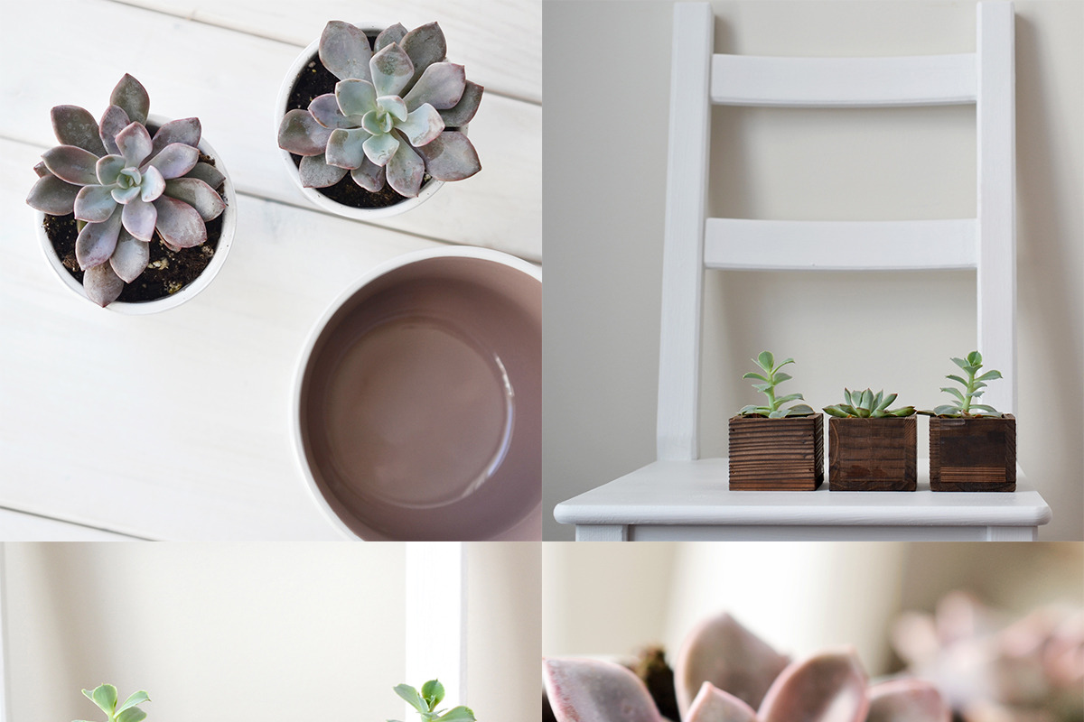 Succulent-Themed Instagram Collectio, a Social Media Template by Greenleaf Images (Photo 4 of 4)