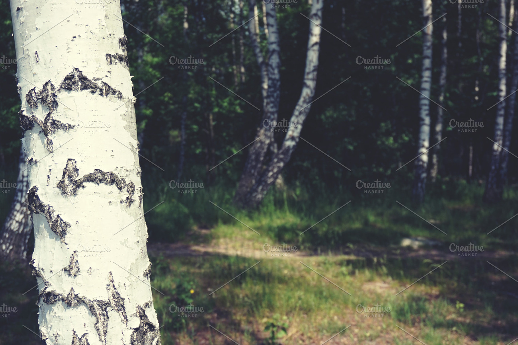 Birch Forest Stock Photo Containing Birch And Tree