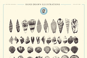 VECTOR SEASHELL HAND DRAWN BUNDLE 22, an Illustration by pawellpi (Thumbnail 10 of 10)