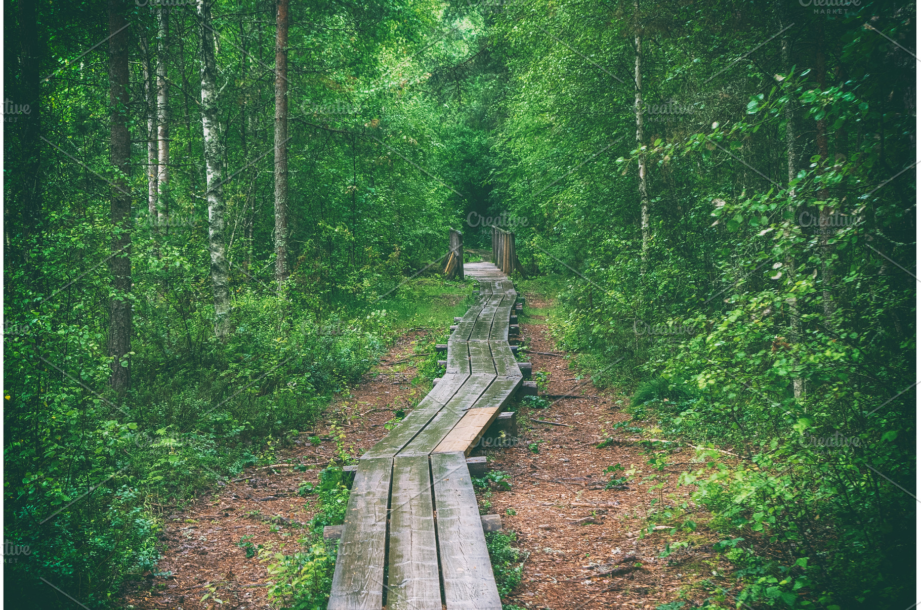 Summer moody forest, a Nature Photo by Nature and travel