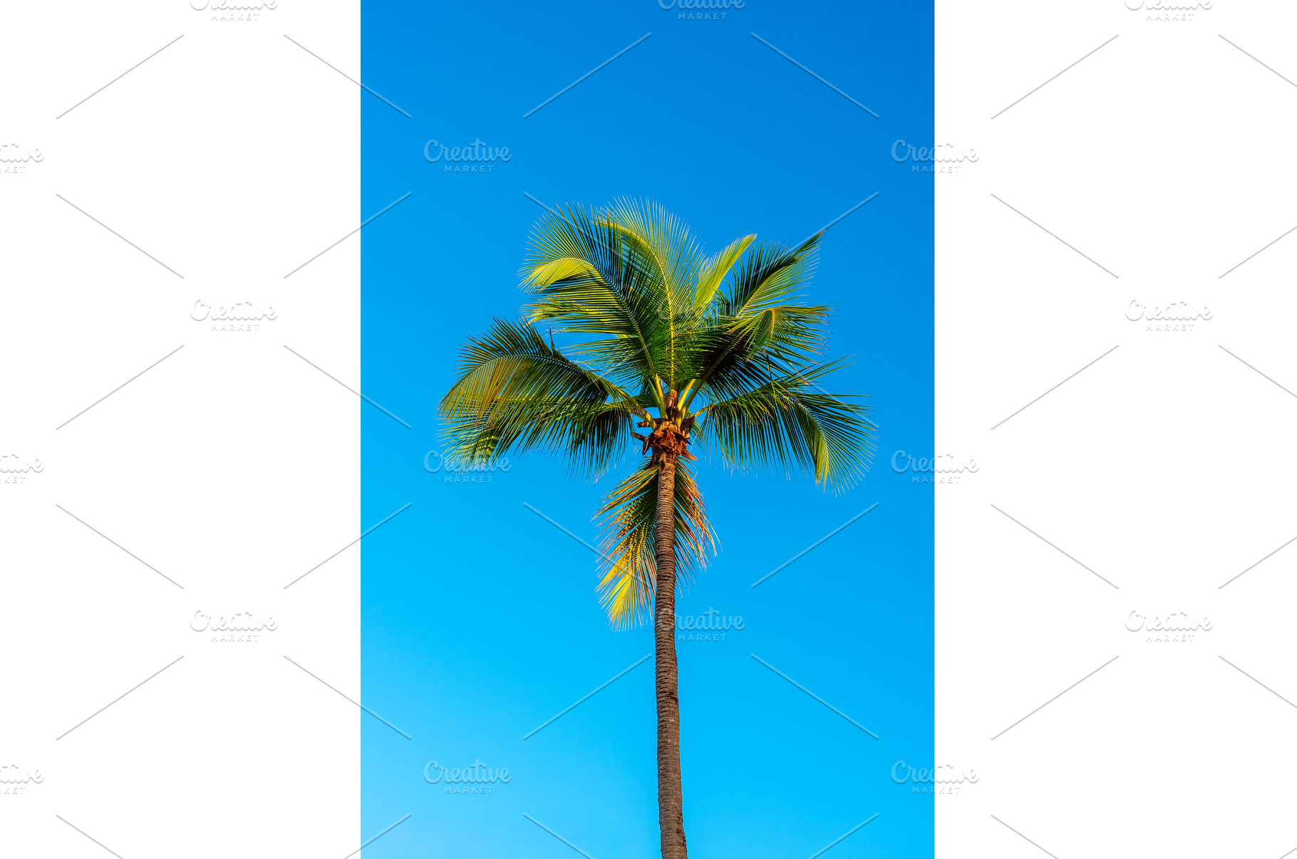 Palm tree and sky, tropical travel, a Nature Photo by Nature and travel