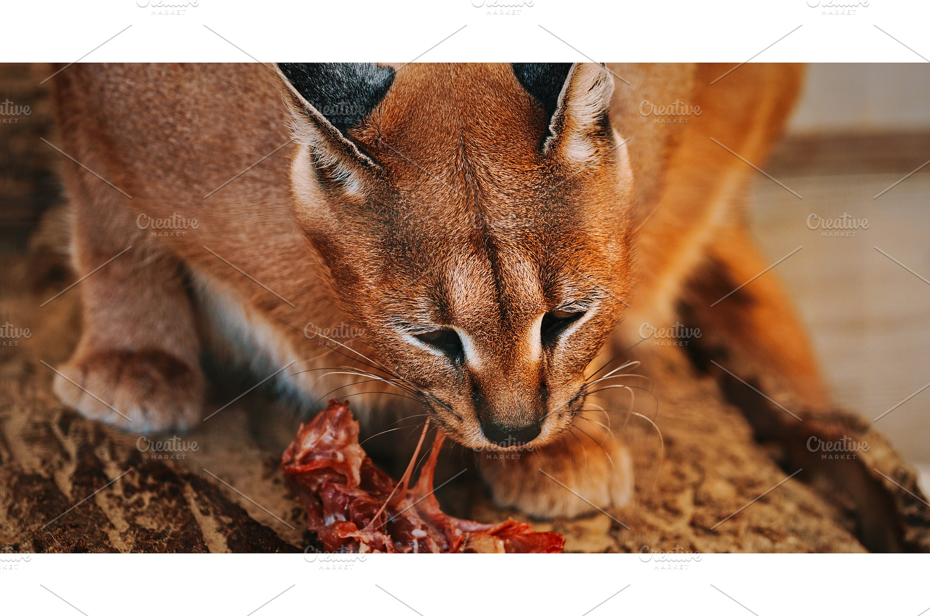 Caracal Elegantly Enjoying Meal in, an Animal Photo by Our Amazing World