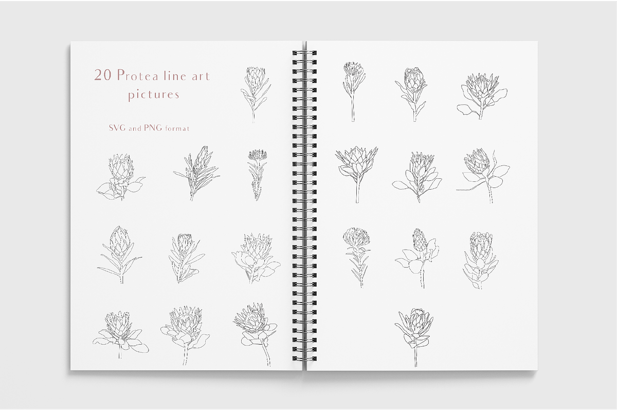 Line Art Protea Flower Elements, an Illustration by CL Creative Studio (Photo 2 of 12)
