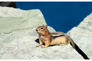 Chipmunk on a rock with Saint Mary, an Animal Photo by Leonid Andronov