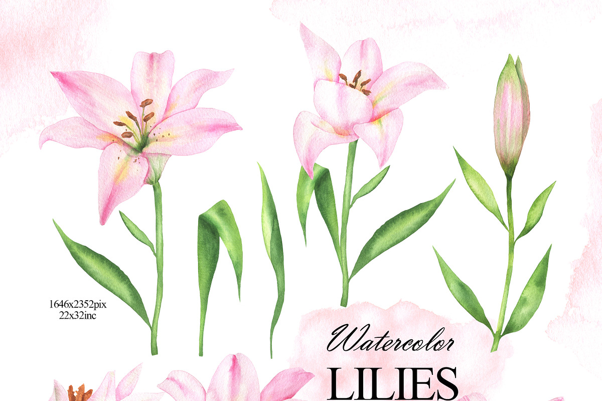 Pink lilies watercolor clipart set, an Illustration by OlDm_Shop (Photo 2 of 10)