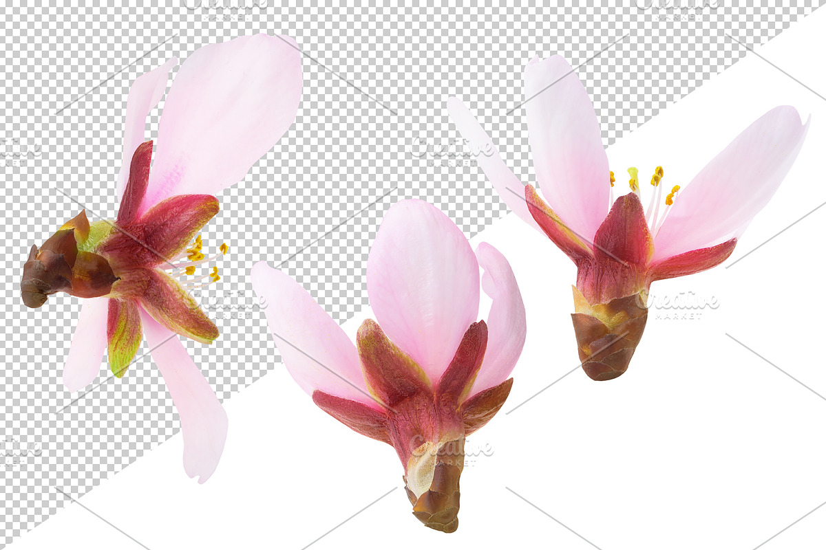 Pink almond blossoms, an Object Graphic by Fruits+Veggies (Photo 6 of 9)