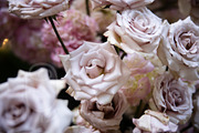 A Garden of Roses | Wedding, Events, a Nature Photo by Farewell (Thumbnail 26 of 41)