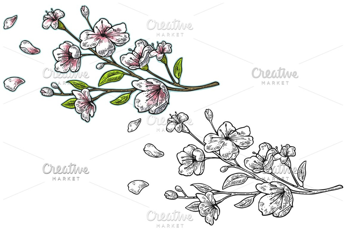Sakura blossom. Cherry branch with flowers and bud. Petals falling., a ...