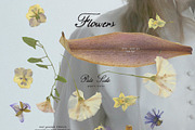 Pale Side: Papers, Flowers & Traces, an Object Graphic by Purple (Thumbnail 8 of 16)