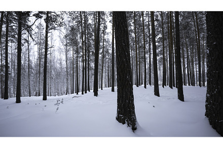 Beautiful view in winter forest in, a Nature Photo by Media Whale Stock