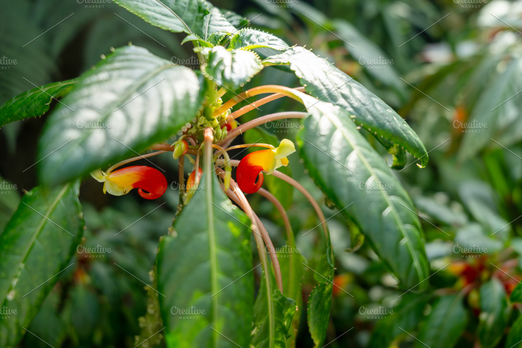 Impatiens psittacina at Singapore Botanic Gardens, a Nature Photo by GoodGoods