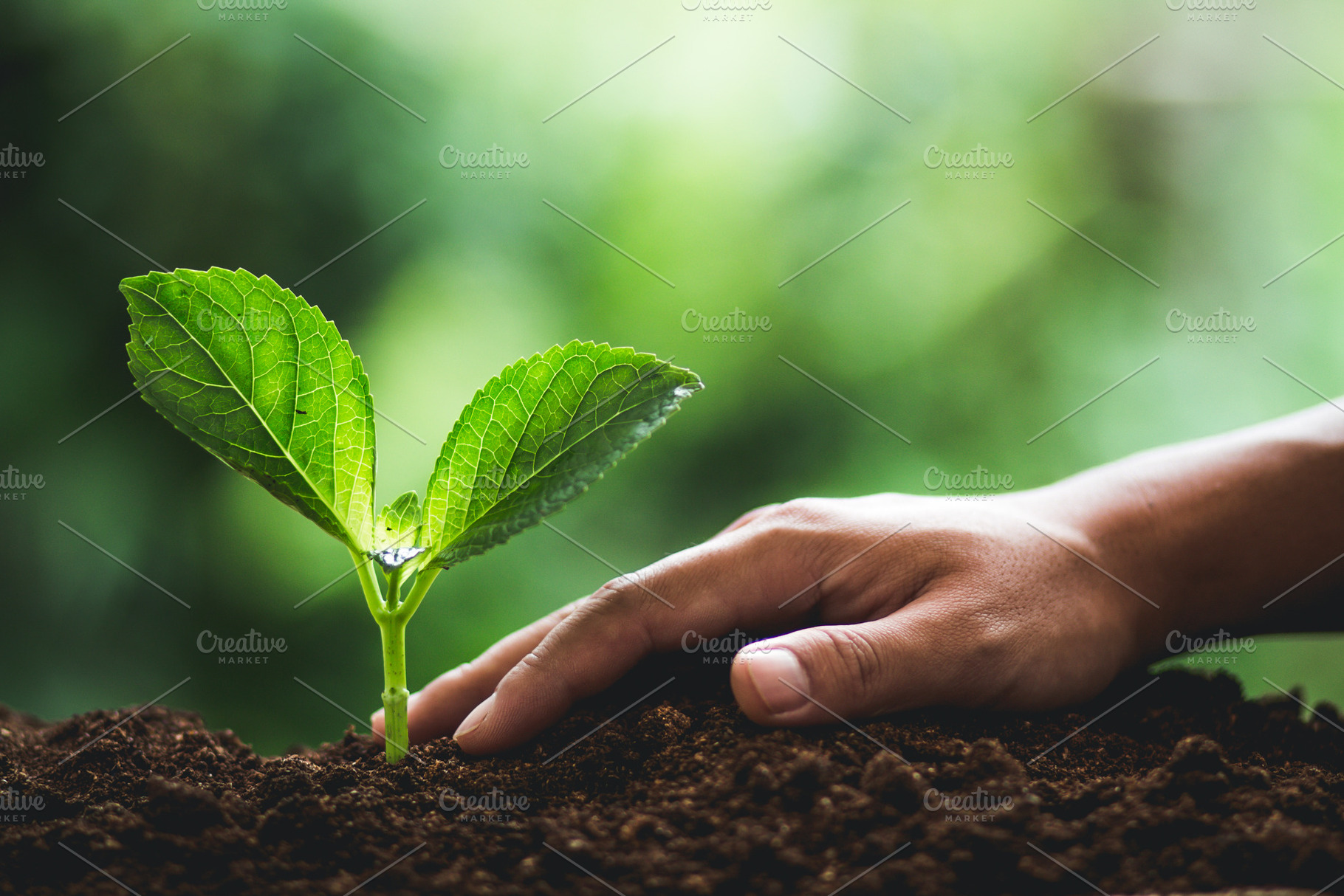 Plant tree containing agriculture, concept, and ecology, a Nature Photo by Art Rachen