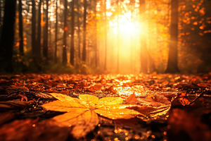 Beautiful autumn forest bathed in go, a Photo by Tanuart