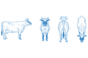Hand Drawn Jersey Cow, an Animal Illustration by MkStudio