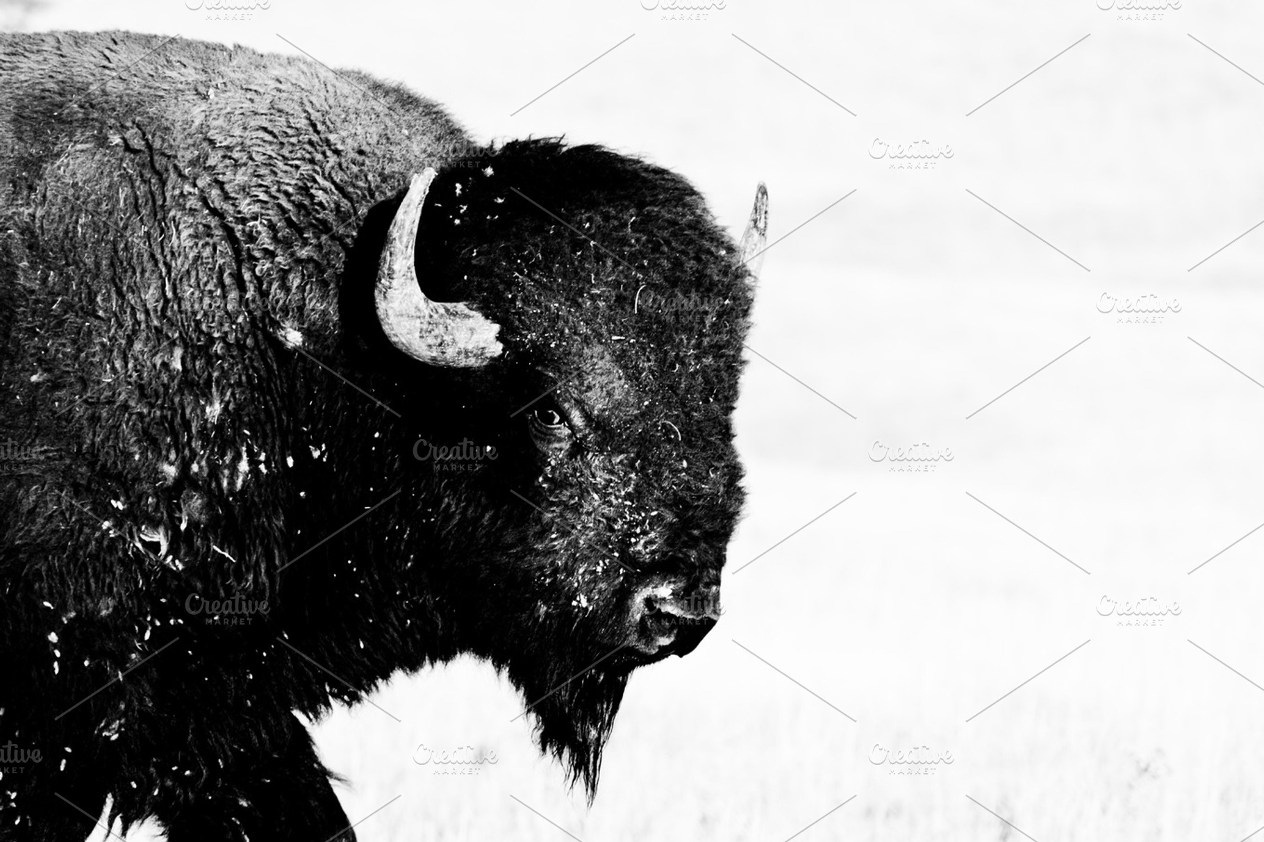 Staredown from Large Buffalo Bison, an Animal Photo by Dakota Visions