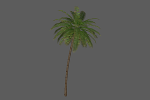 Palm_Tree_2