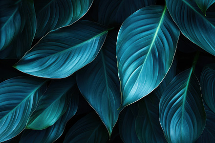 Spathiphyllum cannifolium leaf, a Photo by Pavel_design