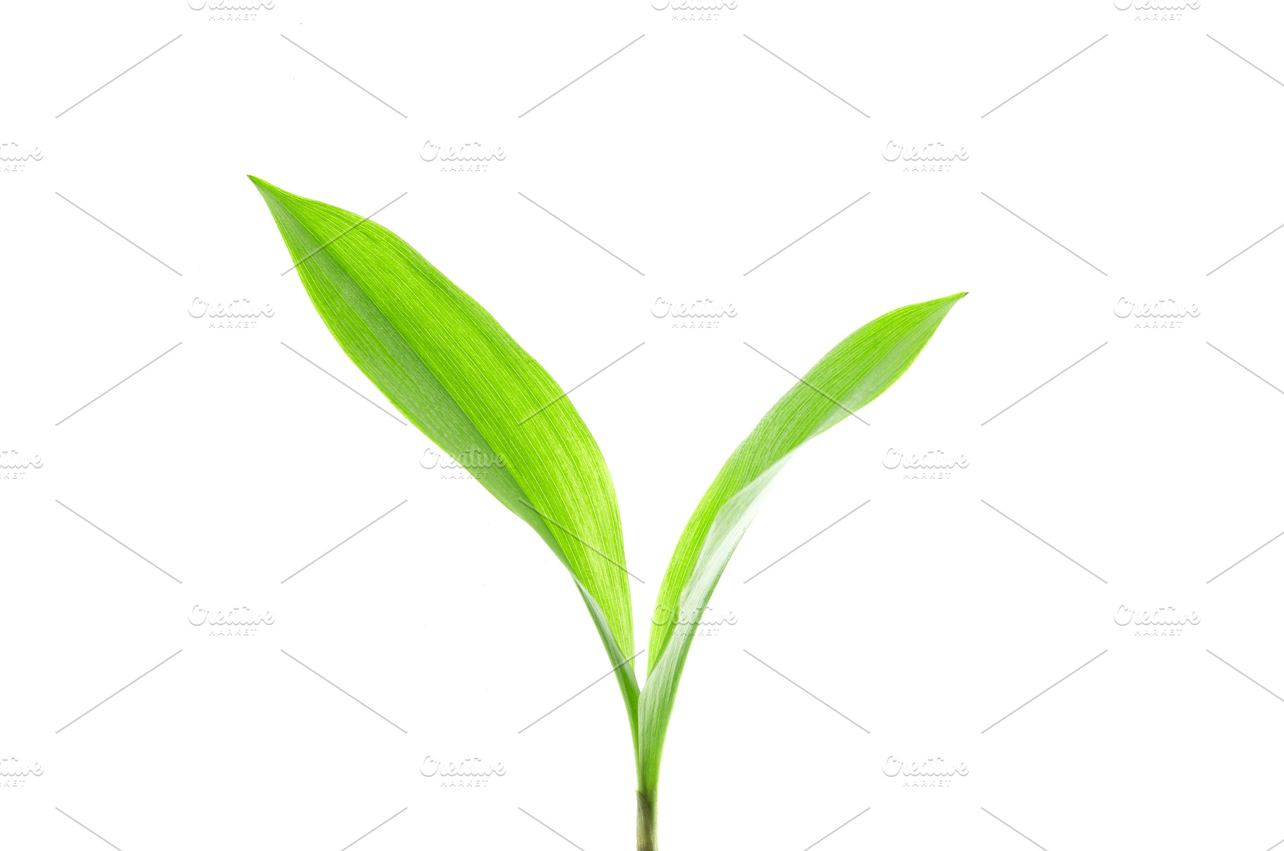 Green lily leafs isolated on white, a Nature Photo by Emotion photo