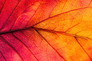 Colorful leaf showing autumn hues, a Photo by Beautiful things