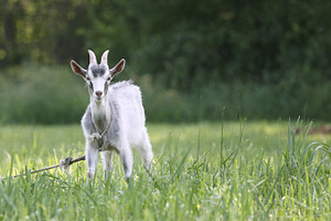 Goat in the field, an Animal Photo by BOOCYS