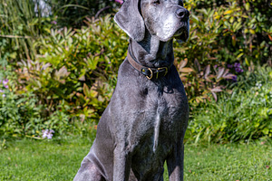 Great Dane of gray color on a green, an Animal Photo by Photo Kaminski