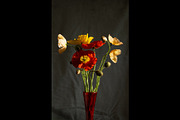 Poppies in Red Glass Vase, a Photo by This For There (Thumbnail 6 of 11)