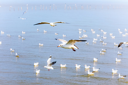 Flock of seagulls at bangpu recreati stock photo containing bangpu and, an Animal Photo by yongkiet jitwattanatam