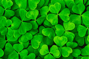 Green clover leaves illuminated by bright sunlight. Fresh shamrock foliage back