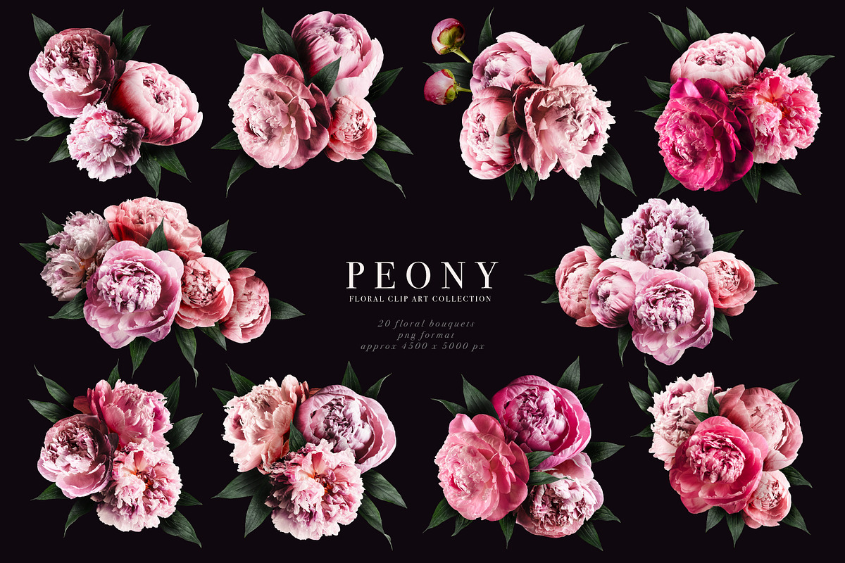 Peony Floral Clip Art, an Object Graphic by Eclectic Anthology (Photo 13 of 17)