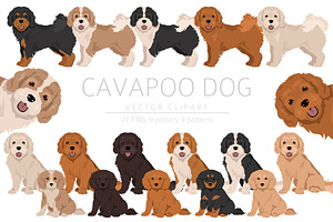 Cavapoo Clipart