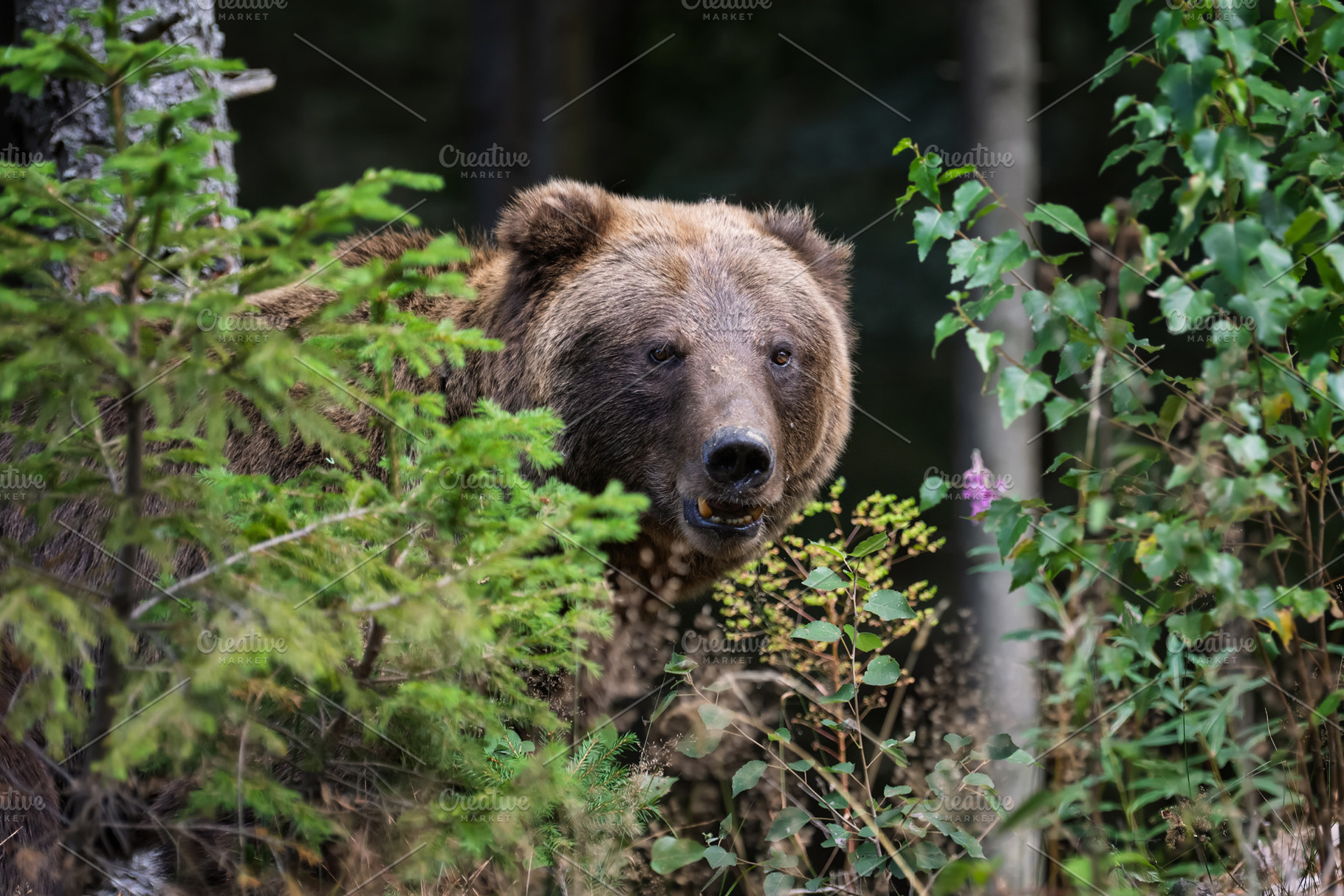 Brown bear, an Animal Photo by Byrdyak