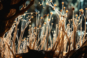 72 Microscopic Fungi Backgrounds, a Background Graphic by h.utomo (Thumbnail 42 of 72)