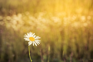 Daisy at sunset featuring leucanthemum, leucanthemum vulgare, and perennial