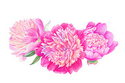 Peonies, a Decorative Illustration by Watercolor life (Thumbnail 6 of 6)