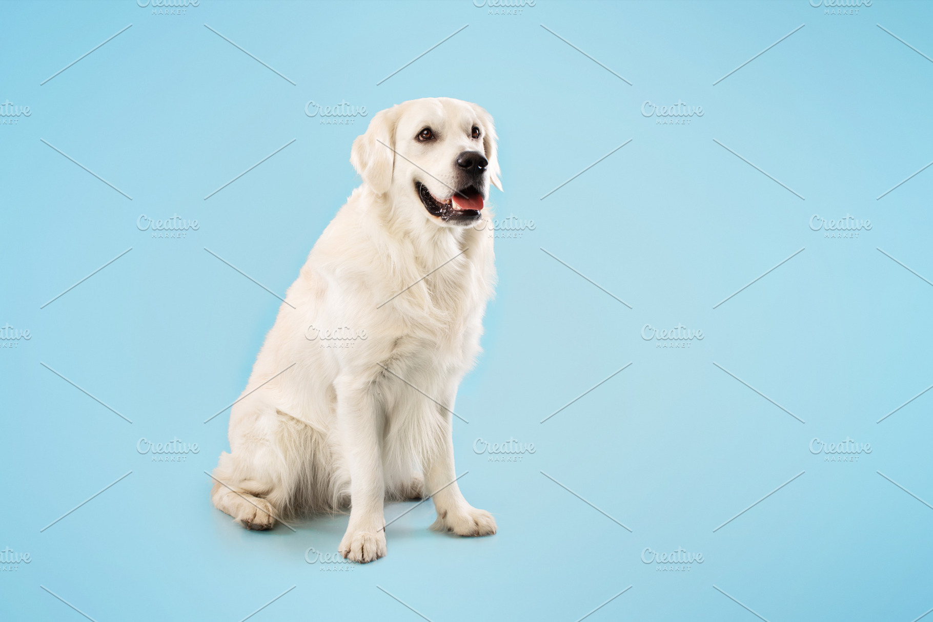 Cute ladrador dog resting and looking away, sitting on floor isolated over blue, a Photo by Prostock-Studio