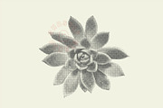 Succulent Halftones, a Texture Graphic by GhostlyPixels (Thumbnail 10 of 13)