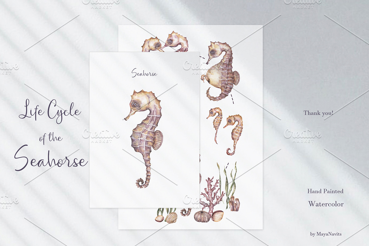 Watercolor Seahorse Life Cycle Set, an Animal Illustration by MayaNavits (Photo 5 of 5)