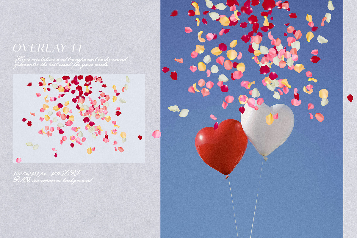 Multicolored Rose Petals Overlays, a Texture Graphic by Kaleriia (Photo 15 of 16)