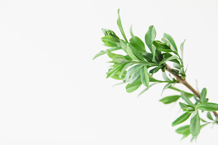 Green leaves. White background., a Nature Photo by Kolomiyets Viktoriya